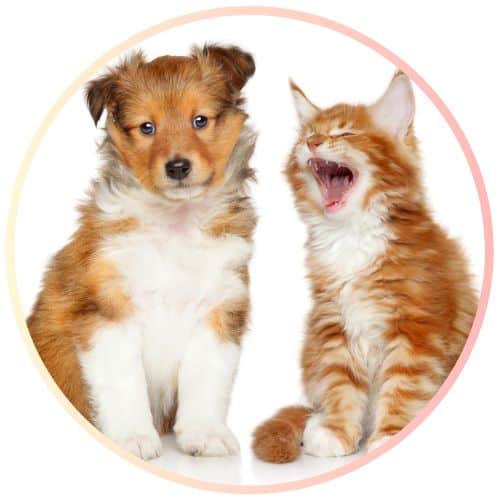 Circular Pets Kitten Puppy Laughing White Background