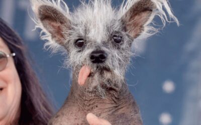 World’s Ugliest Dog 2023 And The Heartwarming Story Behind It