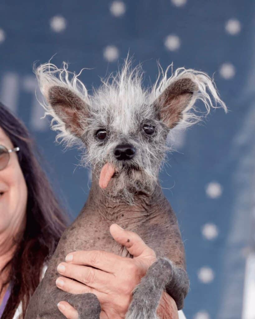 Closeup Image Of World's Ugliest Dog 2023 Scooter.