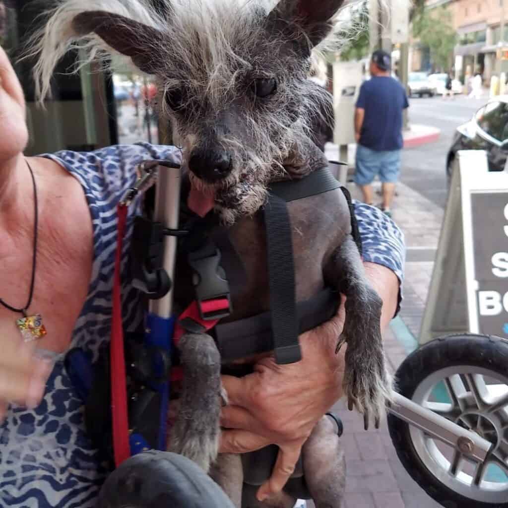 The World’s Ugliest Dog® 2023 Scooter