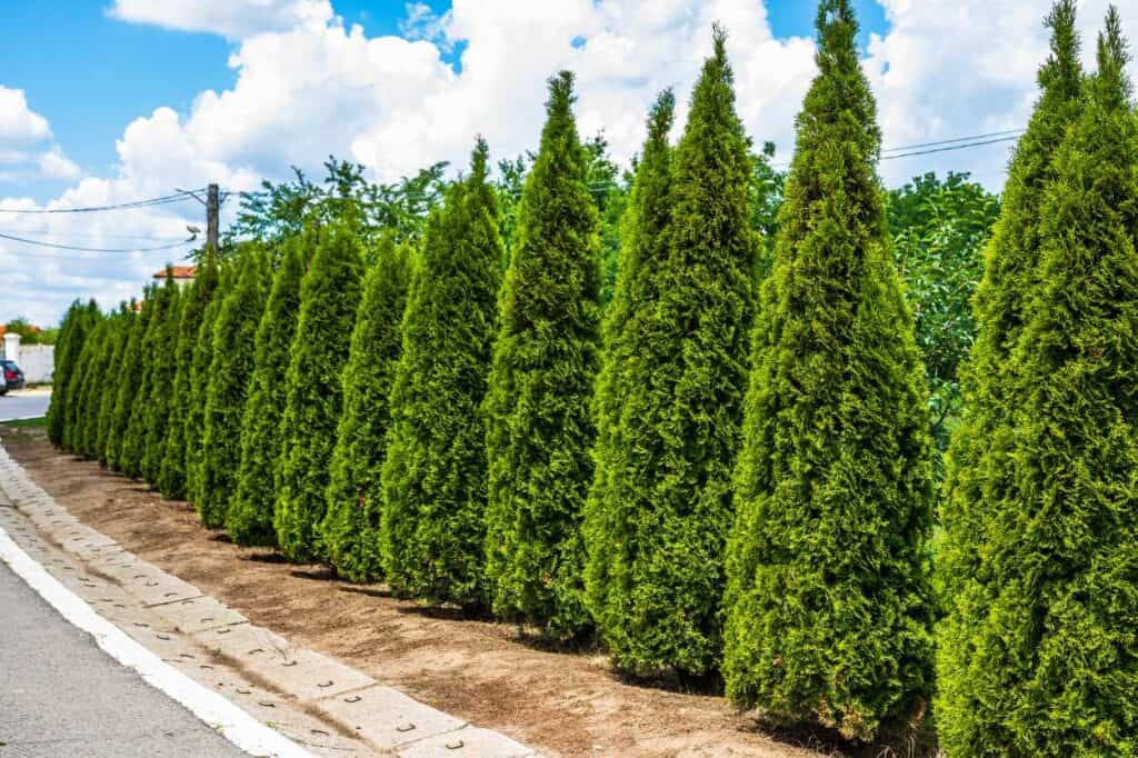 Arborvitae Hedge. There's More Than 2 Sides Of The Simple Neighborhood Fence