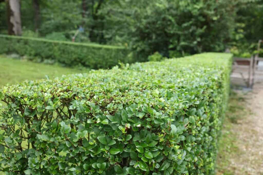 Boxwood Hedge. There's More Than 2 Sides Of The Simple Neighborhood Fence