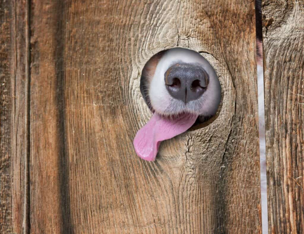 Dog Sticking Tongue Through Fence. There's More Than 2 Sides Of The Simple Neighborhood Fence