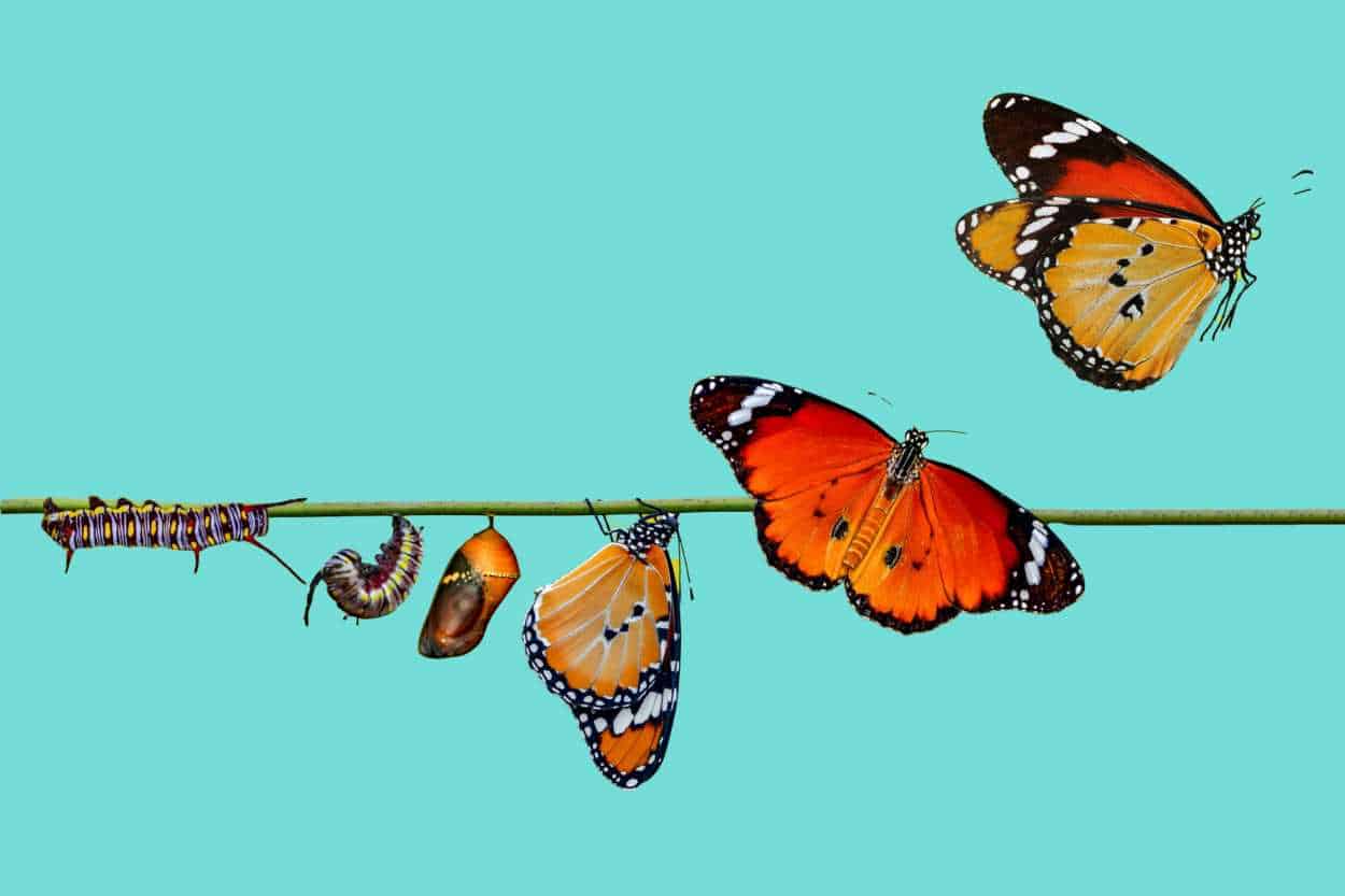Be The Best Version Of Yourself - Butterflies In All Stages Of Metamorphosis